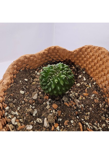 Gymnocalycium Mihanovichii Inermis Cristata