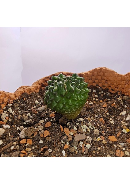 Gymnocalycium Mihanovichii Inermis Cristata