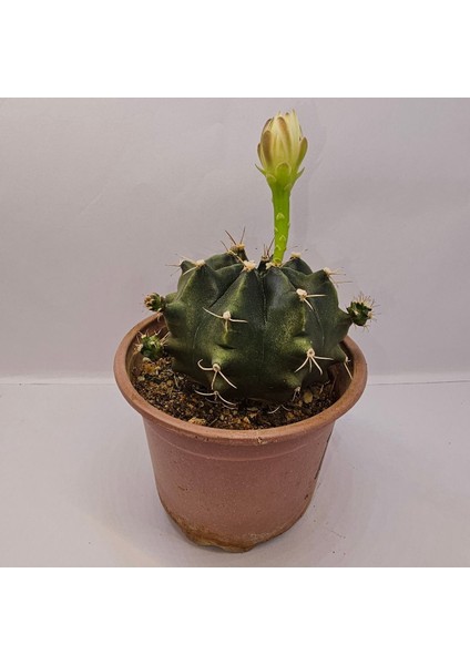 Gymnocalycium Saglionis 9luk Saksı Kaktüs