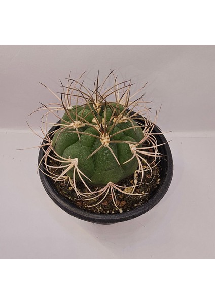 Gymnocalycium Saglionis 9luk Saksı Kaktüs