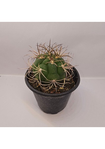 Gymnocalycium Saglionis 9luk Saksı Kaktüs