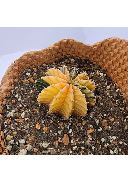 Gymnocalycium Mihanovichii Özel Koleksiyonluk Tür Kaktüs