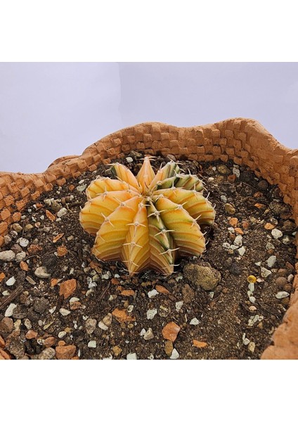 Gymnocalycium Mihanovichii Özel Koleksiyonluk Tür Kaktüs