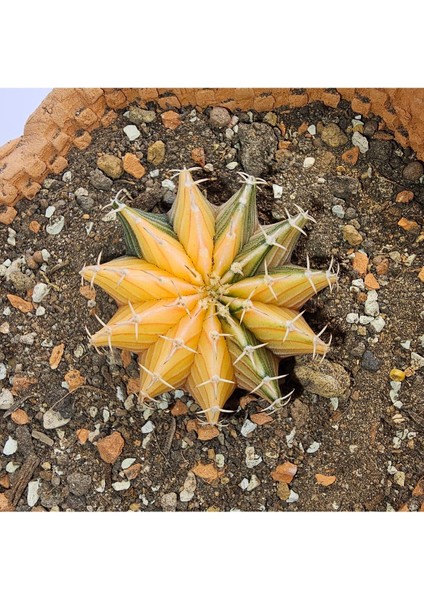 Gymnocalycium Mihanovichii Özel Koleksiyonluk Tür Kaktüs