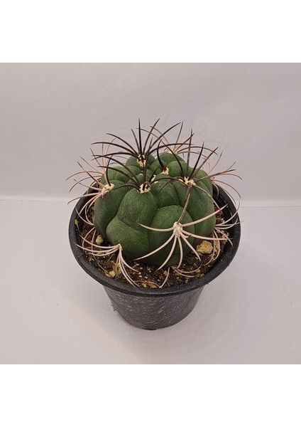 Gymnocalycium Saglionis 9luk Saksı Kaktüs