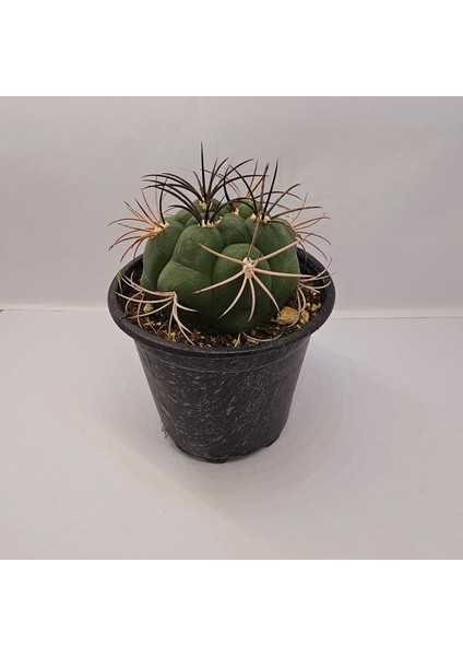 Gymnocalycium Saglionis 9luk Saksı Kaktüs