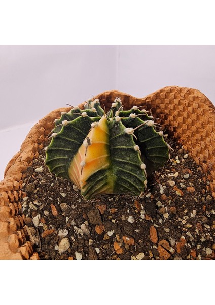 Yağmur Kaktüs Gymnocalycium Mihanovichii Tek Diken Özel Tür Kaktüs