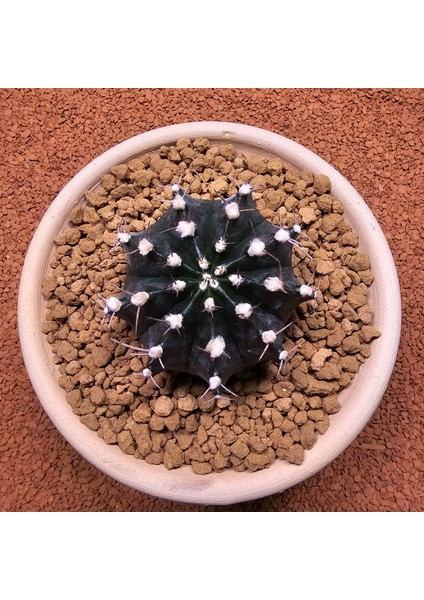 Yağmur Kaktüs Gymnocalycium Mihanovichii 7 cm Boyutunda Özel Tür Kaktüs