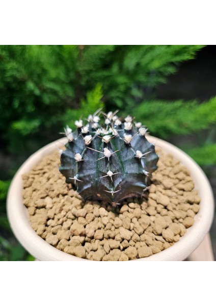 Yağmur Kaktüs Gymnocalycium Mihanovichii 7 cm Boyutunda Özel Tür Kaktüs