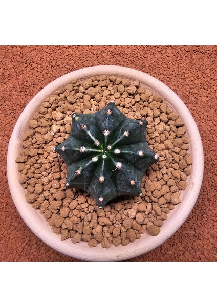 Yağmur Kaktüs Gymnocalycium Mihanovichii 7 cm Boyutunda Özel Tür Kaktüs