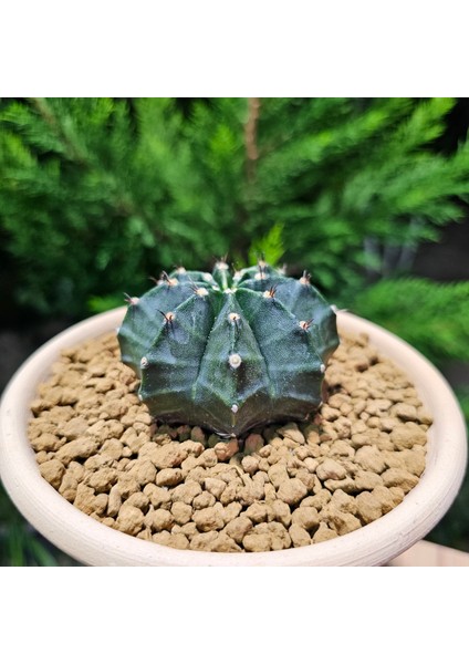 Yağmur Kaktüs Gymnocalycium Mihanovichii 7 cm Boyutunda Özel Tür Kaktüs