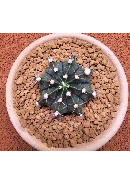 Yağmur Kaktüs Gymnocalycium Mihanovichii 7 cm Boyutunda Özel Tür Kaktüs