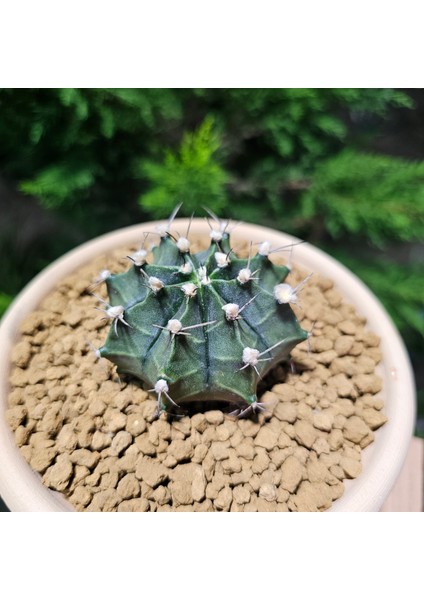 Yağmur Kaktüs Gymnocalycium Mihanovichii 7 cm Boyutunda Özel Tür Kaktüs