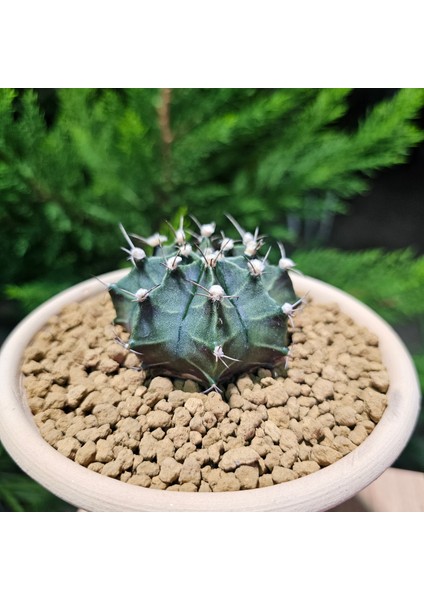 Yağmur Kaktüs Gymnocalycium Mihanovichii 7 cm Boyutunda Özel Tür Kaktüs