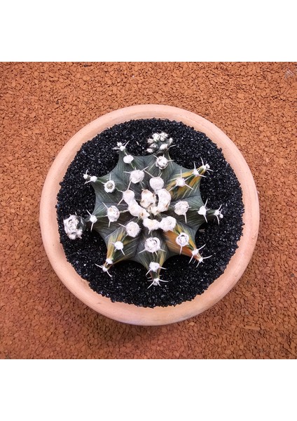 Yağmur Kaktüs Gymnocalycium Mihanovichii 7.5 cm Boyutunda Özel Tür Kaktüs