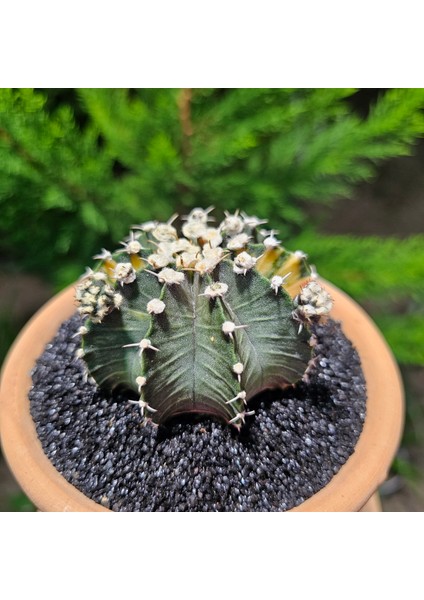 Yağmur Kaktüs Gymnocalycium Mihanovichii 7.5 cm Boyutunda Özel Tür Kaktüs