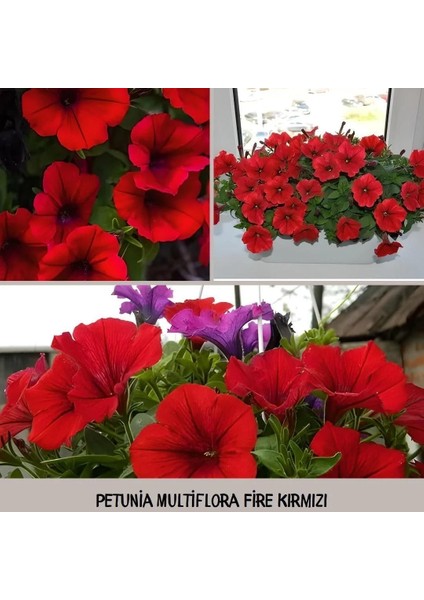 Kırmızı Kısa Petunya Tohumu -Petunia Multiflora Fire (+100 Tohum)