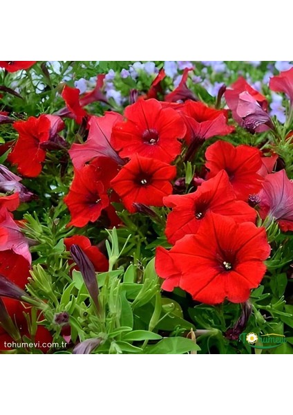 Kırmızı Kısa Petunya Tohumu -Petunia Multiflora Fire (+100 Tohum)