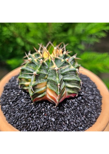 Yağmur Kaktüs Gymnocalycium Mihanovichii 7 cm Boyutunda Özel Tür Kaktüs