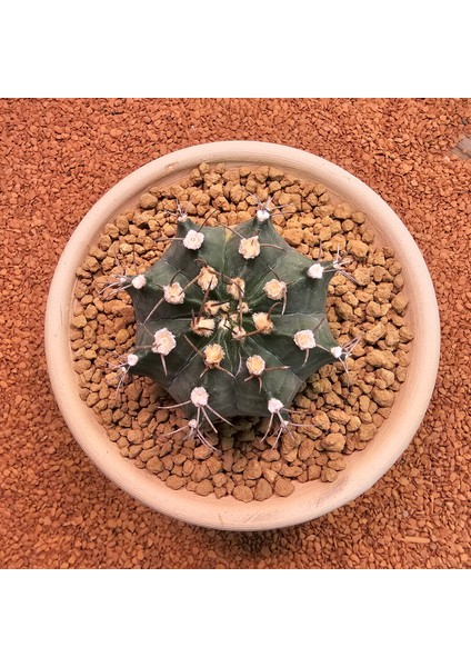 Gymnocalycium Mihanovichii 7.5 cm Boyutunda Özel Tür Kaktüs