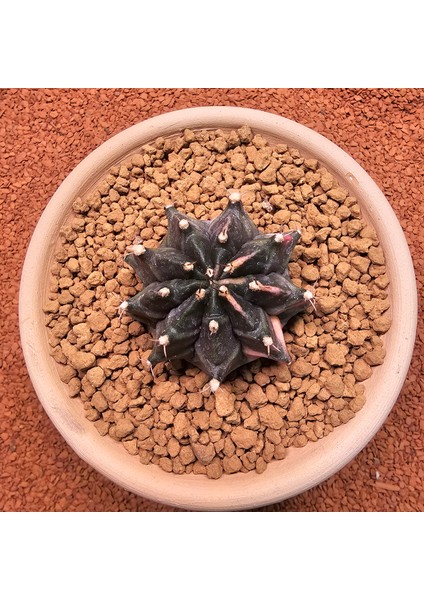 Gymnocalycium Mihanovichii 6.5 cm Boyutunda Özel Tür Kaktüs