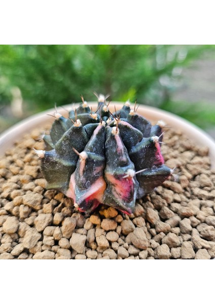 Gymnocalycium Mihanovichii 6.5 cm Boyutunda Özel Tür Kaktüs