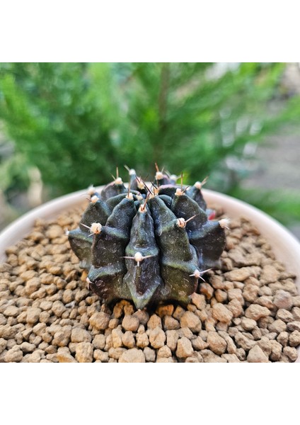 Gymnocalycium Mihanovichii 6.5 cm Boyutunda Özel Tür Kaktüs