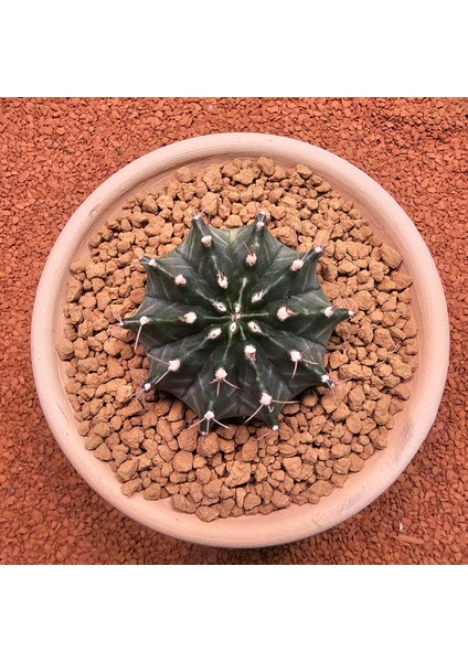 Gymnocalycium Mihanovichii 7 cm Boyutunda Özel Tür Kaktüs