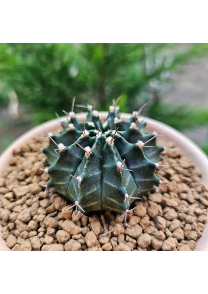 Gymnocalycium Mihanovichii 7 cm Boyutunda Özel Tür Kaktüs