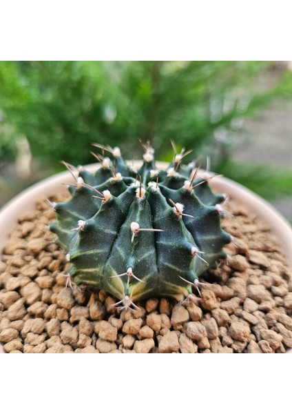 Gymnocalycium Mihanovichii 7 cm Boyutunda Özel Tür Kaktüs