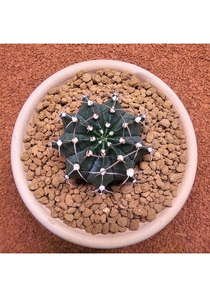 Yağmur Kaktüs Gymnocalycium Mihanovichii 6.5 cm Boyutunda Özel Tür Kaktüs