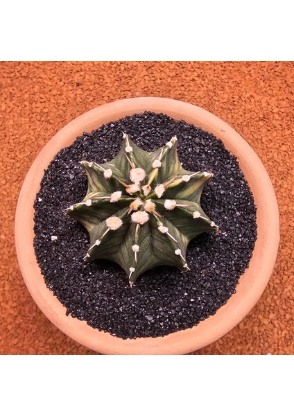 Gymnocalycium Mihanovichii 6.5 cm Boyutunda Özel Tür Kaktüs