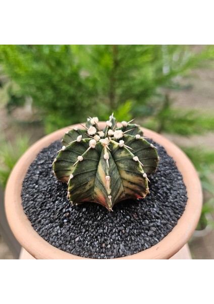 Gymnocalycium Mihanovichii 6.5 cm Boyutunda Özel Tür Kaktüs