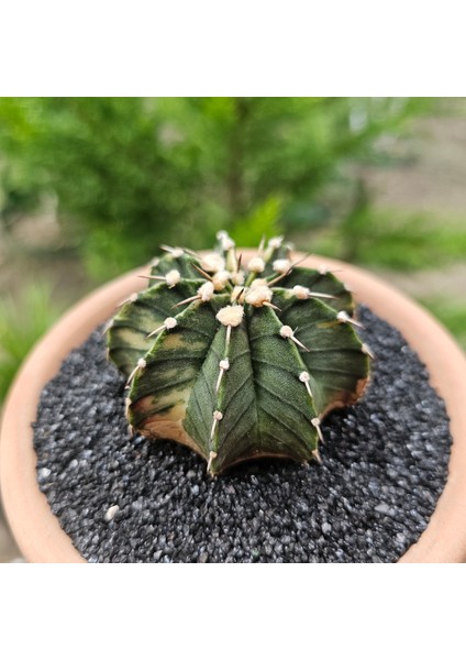 Gymnocalycium Mihanovichii 6.5 cm Boyutunda Özel Tür Kaktüs