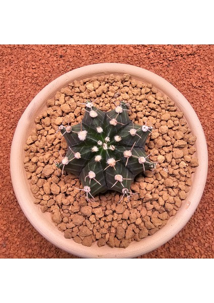 Gymnocalycium Mihanovichii 6.5 cm Boyutunda Özel Tür Kaktüs