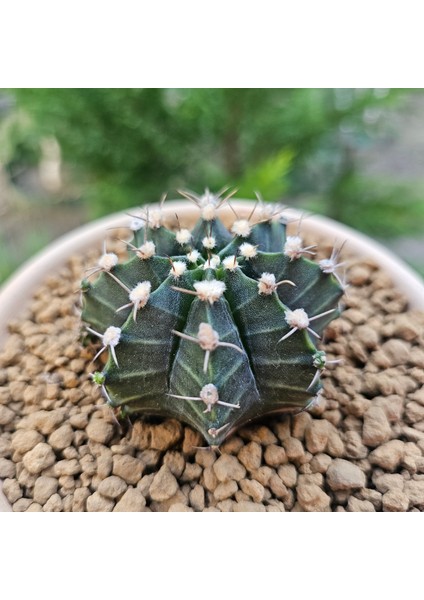 Gymnocalycium Mihanovichii 6.5 cm Boyutunda Özel Tür Kaktüs