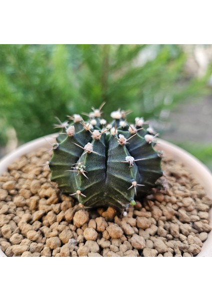 Gymnocalycium Mihanovichii 6.5 cm Boyutunda Özel Tür Kaktüs
