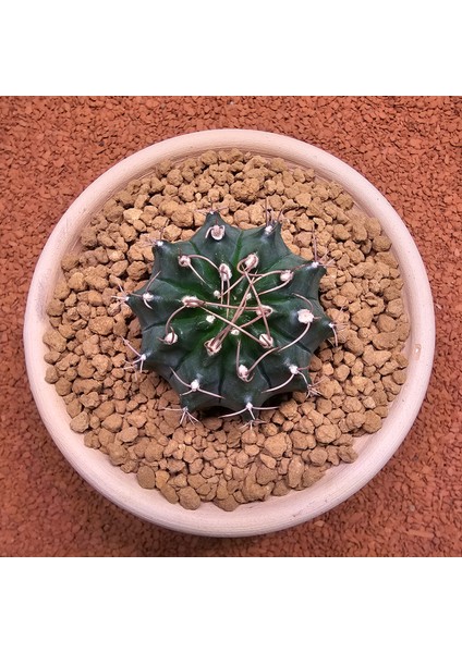 Gymnocalycium Mihanovichii 6.5 cm Boyutunda Özel Tür Kaktüs