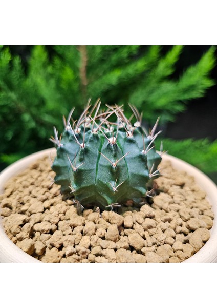 Gymnocalycium Mihanovichii 6.5 cm Boyutunda Özel Tür Kaktüs