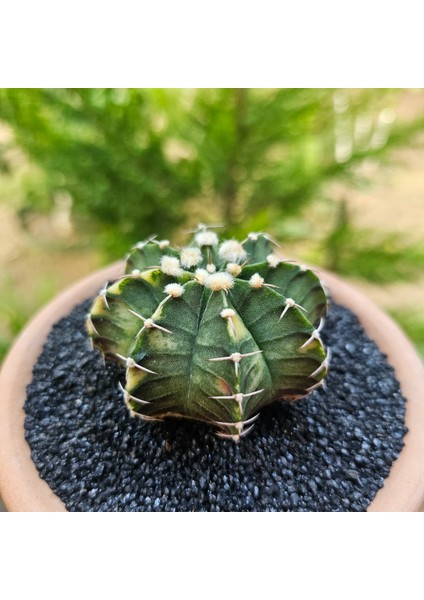 Gymnocalycium Mihanovichii 6.5 cm Boyutunda Özel Tür Kaktüs