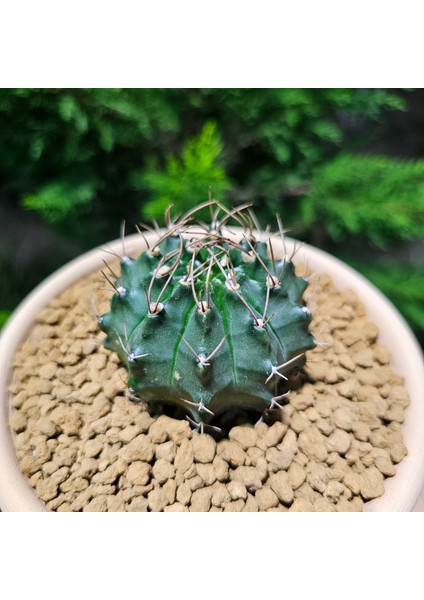 Gymnocalycium Mihanovichii 6.5 cm Boyutunda Özel Tür Kaktüs
