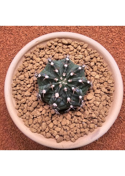 Gymnocalycium Mihanovichii 6.5 cm Boyutunda Özel Tür Kaktüs