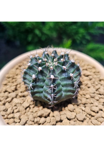 Gymnocalycium Mihanovichii 6.5 cm Boyutunda Özel Tür Kaktüs