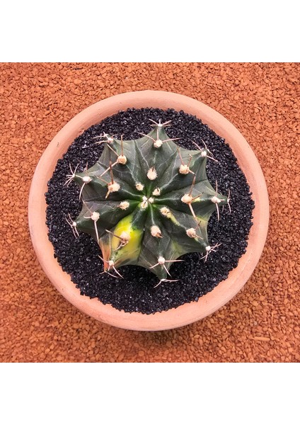 Gymnocalycium Mihanovichii 7 cm Boyutunda Özel Tür Kaktüs