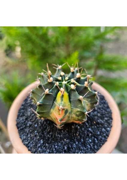 Gymnocalycium Mihanovichii 7 cm Boyutunda Özel Tür Kaktüs