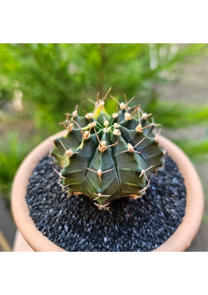 Gymnocalycium Mihanovichii 7 cm Boyutunda Özel Tür Kaktüs