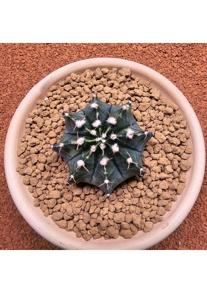 Gymnocalycium Mihanovichii 6.5 cm Boyutunda Özel Tür Kaktüs