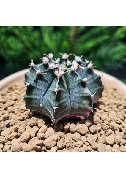 Gymnocalycium Mihanovichii 6.5 cm Boyutunda Özel Tür Kaktüs fiyatları