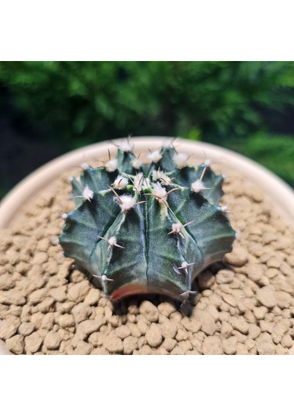 Gymnocalycium Mihanovichii 6.5 cm Boyutunda Özel Tür Kaktüs modelleri