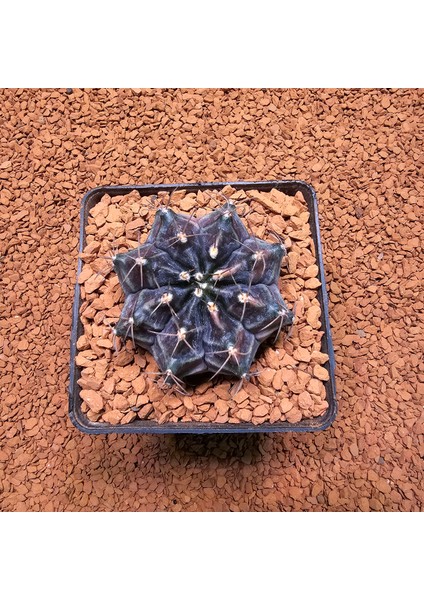 Gymnocalycium Mihanovichii 5.5 cm Boyutunda Özel Tür Kaktüs